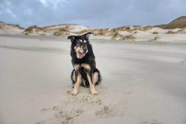 Dog North Frisian Island Amrum Germany — Stock Photo, Image