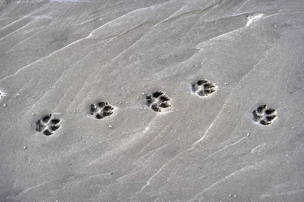 Impressões Pata Cão Praia — Fotografia de Stock