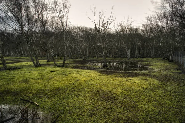 North Frisian Island Amrum Germany — Stock Photo, Image