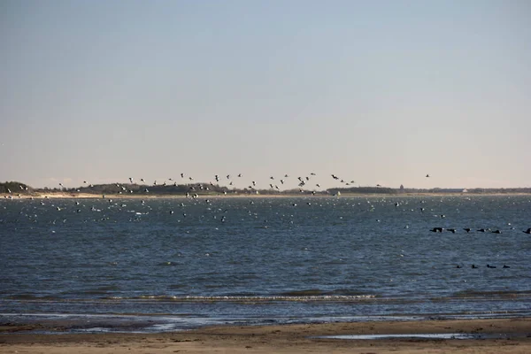 Ptaki Północnej Fryzji Wyspie Plaży Amrum Niemczech — Zdjęcie stockowe