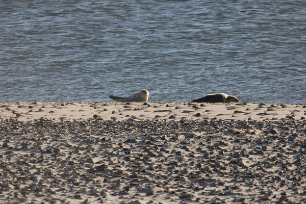 Almanya Amrum Beach Seals — Stok fotoğraf