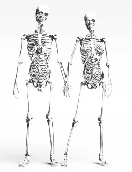 Digitala Illustration Den Mänskliga Anatomin — Stockfoto
