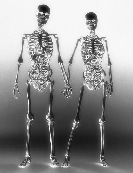Цифровая Трехмерная Анатомия Человека — стоковое фото