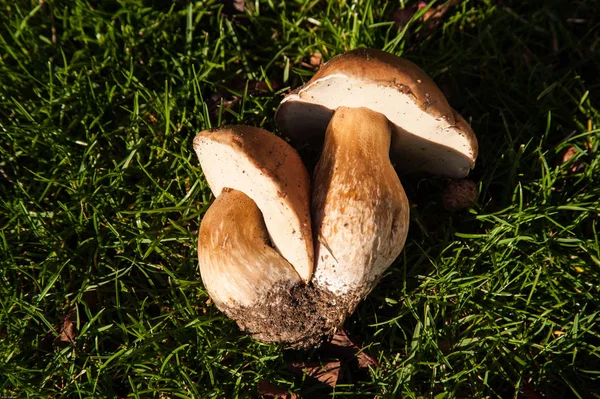 Fungi Porcini boletus edulis — Stok fotoğraf