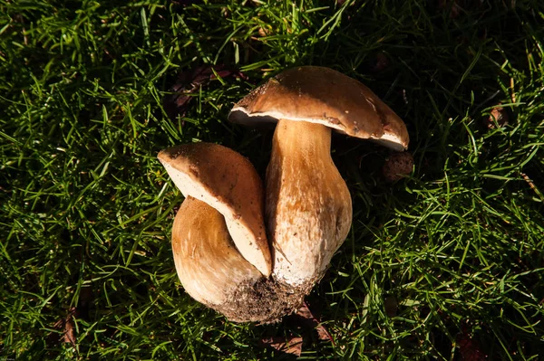 Fungo Porcini Boletus edulis — Fotografia de Stock