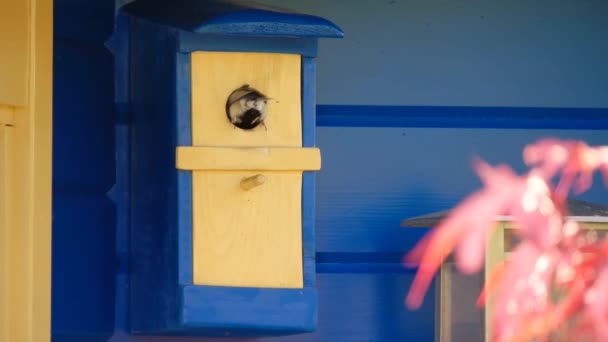 Ένα Μεγάλο Βυζί Ταΐζει Νεαρά Πουλιά Του Ένα Κουτί Φωλιάσματος — Αρχείο Βίντεο