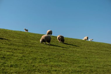 Almanya 'da Westerhever' de Koyun
