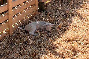 Almanya 'da Westerhever' de Koyun