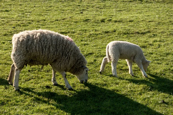 Schafe in Westerhever — Stockfoto