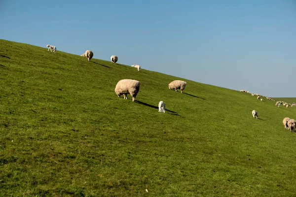 Ovinos em Westerhever, Alemania — Fotografia de Stock