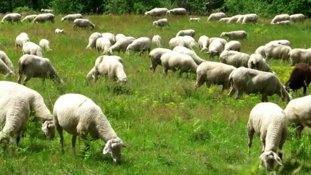 Άγρια Πρόβατα Κατά Μήκος Της Διαδρομής Πεζοπορίας Μεγάλων Αποστάσεων Neckarsteig — Αρχείο Βίντεο