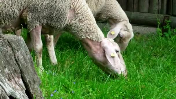 Άγρια Πρόβατα Κατά Μήκος Της Διαδρομής Πεζοπορίας Μεγάλων Αποστάσεων Neckarsteig — Αρχείο Βίντεο
