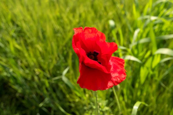 Blomsteräng längs långdistans vandringsled Neckarsteig i — Stockfoto