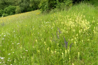 Uzun mesafe yürüyüş parkuru Neckarsteig i boyunca Çiçek çayır
