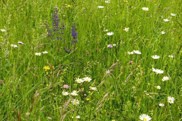 Prado de flores ao longo da trilha de caminhadas de longa distância Neckarsteig i — Fotografia de Stock