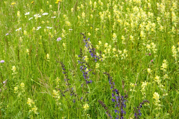 Flower meadow along the long-distance hiking trail Neckarsteig i — Stock Photo, Image