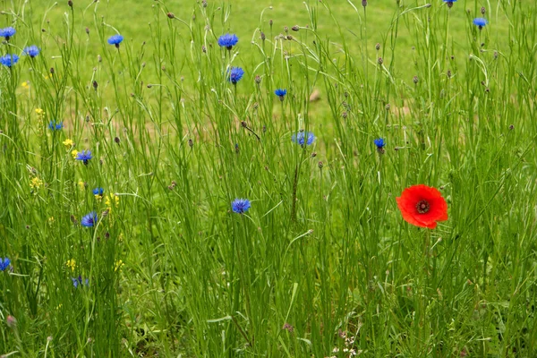 Prado de flores ao longo da trilha de caminhadas de longa distância Neckarsteig i — Fotografia de Stock