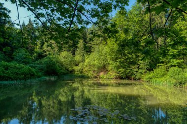 Neckarsteig uzun mesafe yürüyüş trai boyunca Orman manzara
