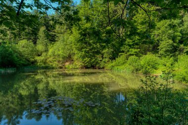 Neckarsteig uzun mesafe yürüyüş trai boyunca Orman manzara