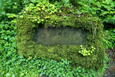 Neckarsteig uzun mesafe yürüyüş trai boyunca Orman manzara