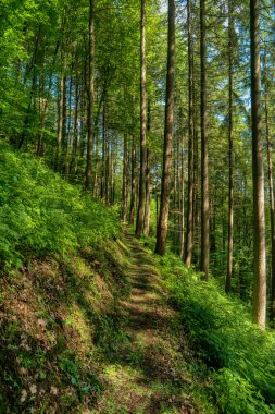 Neckarsteig uzun mesafe yürüyüş trai boyunca Orman manzara