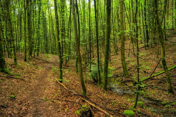 ネッカーステイグ長距離ハイキングトライ沿いの森林景観 — ストック写真