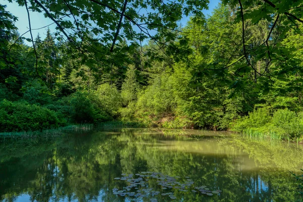 Neckarsteig uzun mesafe yürüyüş trai boyunca Orman manzara