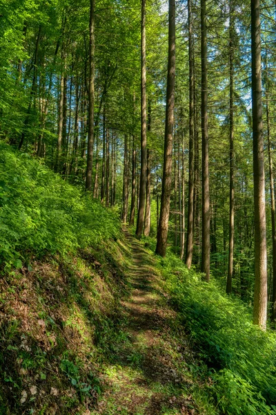 ネッカーステイグ長距離ハイキングトライ沿いの森林景観 — ストック写真