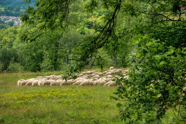 Flock får längs långdistans vandringsled Neckarsteig — Stockfoto