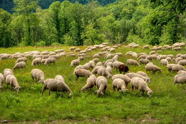 Rebanho de ovelhas ao longo da trilha de caminhada de longa distância Neckarsteig — Fotografia de Stock