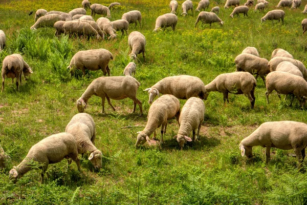 Flock of sheep along the long-distance hiking trail Neckarsteig — Stock Photo, Image
