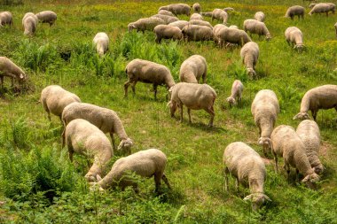 Uzun mesafe yürüyüş parkuru Neckarsteig boyunca koyun sürüsü 