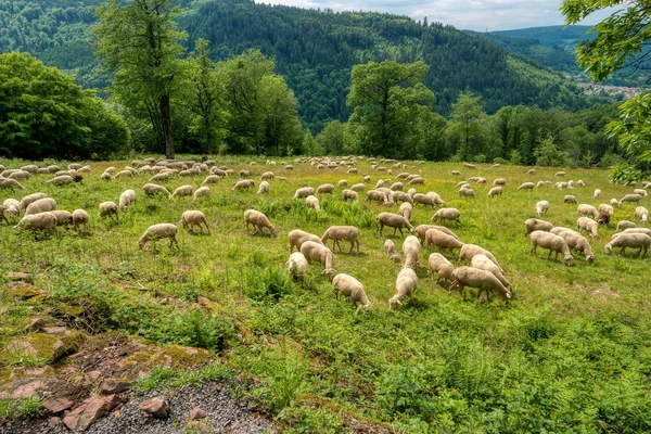 Rebanho de ovelhas ao longo da trilha de caminhada de longa distância Neckarsteig — Fotografia de Stock