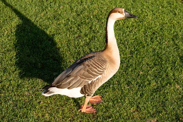Swan geese Anser cygnoides in Heidelberg near the Neckar meadow — Stock Photo, Image
