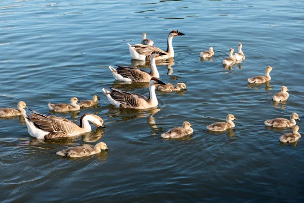 Swan geese Anser cygnoides in Heidelberg near the Neckar meadow — Stock Photo, Image