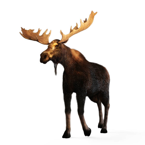 Digital 3D Illustration of a Moose