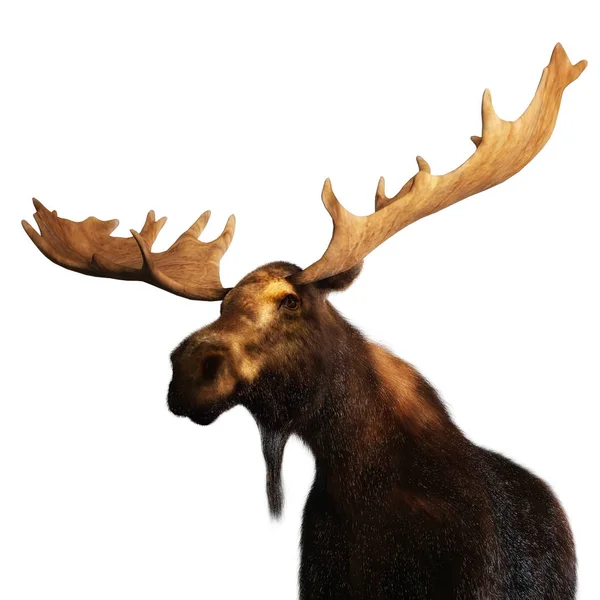 Bir Moose Dijital 3d İllüstrasyon — Stok fotoğraf
