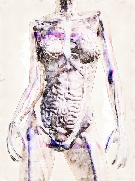 İnsan Anatomisi Dijital sanatsal Sketch — Stok fotoğraf
