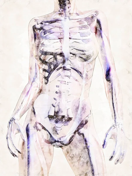 Digital konstnärlig skiss av människans anatomi — Stockfoto
