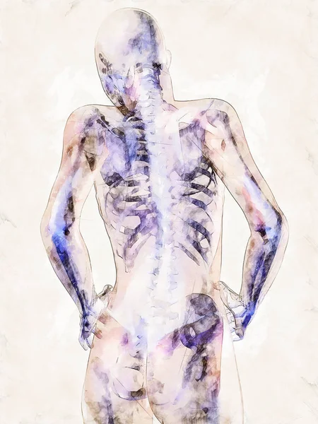 Croquis artistique numérique de l'anatomie humaine — Photo