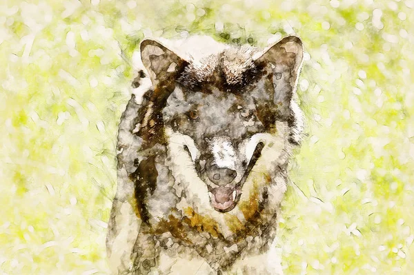 Desenho artístico digital de um lobo — Fotografia de Stock