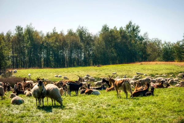 Får besättningen i Dosenmoor i Schleswig-Holstein, Tyskland — Stockfoto