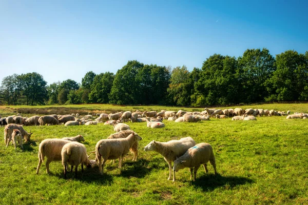 Manada de ovinos em Dosenmoor em Schleswig-Holstein, Alemania — Fotografia de Stock