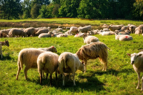 Stádo ovcí v Dosenmoor ve Šlesvicku-Holštýnsku, Německo — Stock fotografie