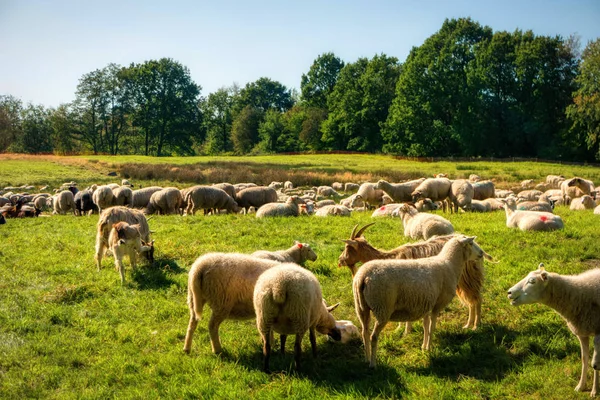 Manada de ovinos em Dosenmoor em Schleswig-Holstein, Alemania — Fotografia de Stock