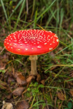 Ormanda Amanita muscaria uçuşu