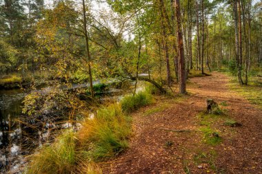 Almanya 'da Mecklenburg-Batı Pomeranya' da Bataklık Manzarası