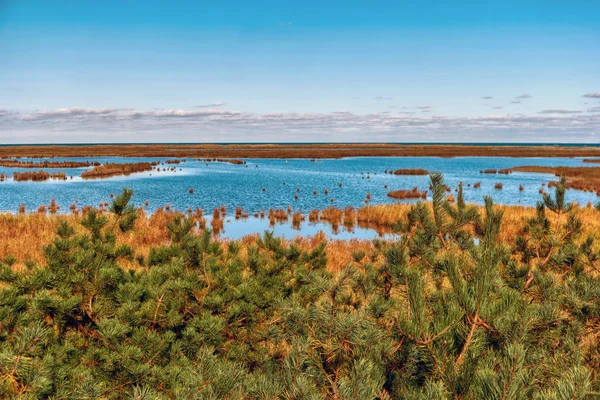 Kustlandskap på Darss i Tyskland — Stockfoto