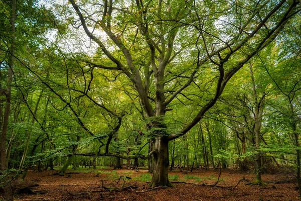 Paisaje costero en Zingst en Alemania —  Fotos de Stock