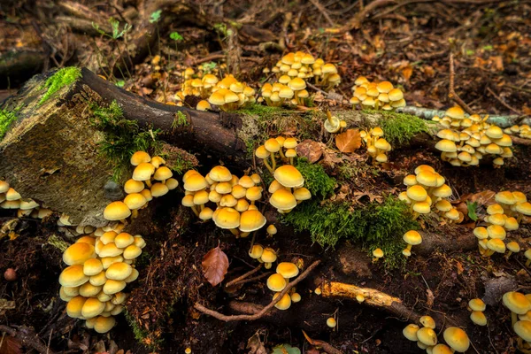 Strom houby na pahýl stromu v lese Darss — Stock fotografie